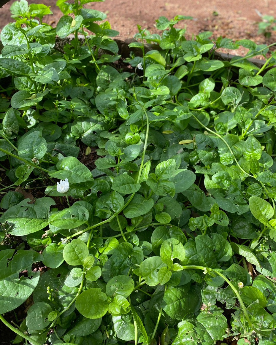 Baby Spinach - 200g Pack